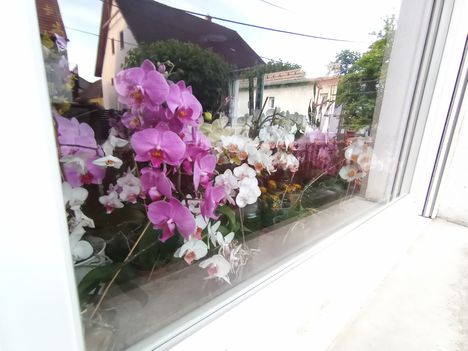 Orchideák az ablakban