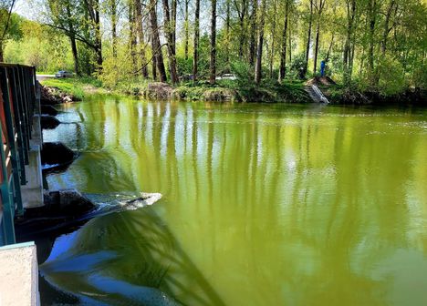 Szigetköz, a revitalizált Kisvesszősi Duna-ág, Cikolasziget