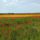 Viragmezo_2191448_3918_t