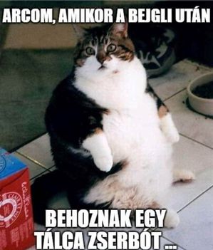Zserbó !