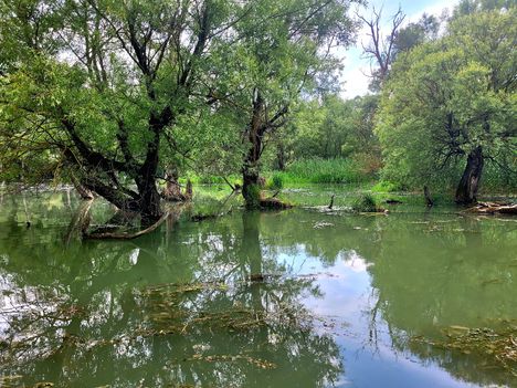 2024.06.02 Öregszigeti belső tó, Kisbodak) (6)