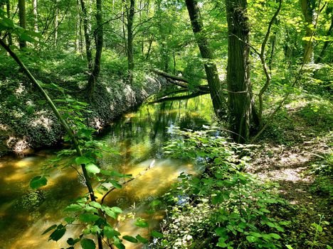 2024.07.18 Vadaskerti csatorna, Hédervár (2)