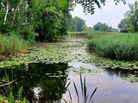 Állóvizes biotóp az Újhídi Duna-ág, Dunasziget (Cikolasziget)