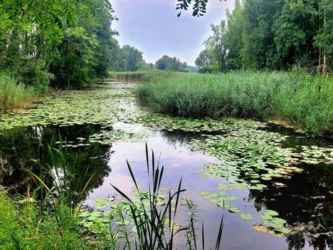 Állóvizes biotóp az Újhídi Duna-ág, Dunasziget (Cikolasziget)