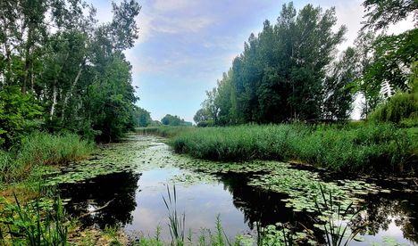 Állóvizes biotóp az Újhídi Duna-ág, Dunasziget (Cikolasziget)