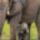 Bebi_elefant__2192781_3535_t