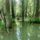 Biotop_ahol_a_fuzfak_jol_turik_az_allando_vizboritast_oregsziget_kisbodak_1_2192243_2293_t