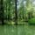 Biotop_ahol_a_fuzfak_jol_turik_az_allando_vizboritast_oregsziget_kisbodak_2_2192244_7189_t