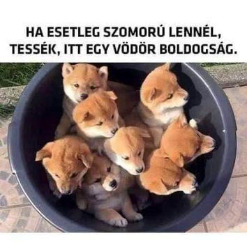 Boldogság !