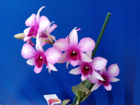 Dendrobium phalaenopsis 1