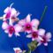 Dendrobium phalaenopsis 1