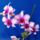 Dendrobium_phalaenopsis_1_2192716_4793_t