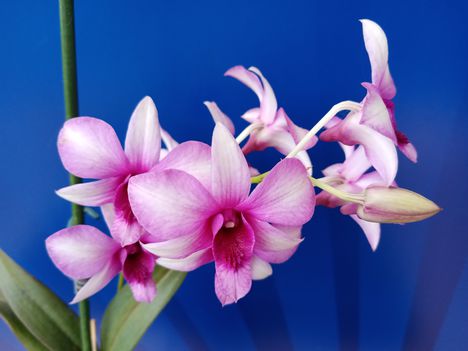 Dendrobium phalaenopsis 2