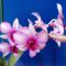 Dendrobium phalaenopsis 2