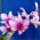 Dendrobium_phalaenopsis_2_2192717_5359_t