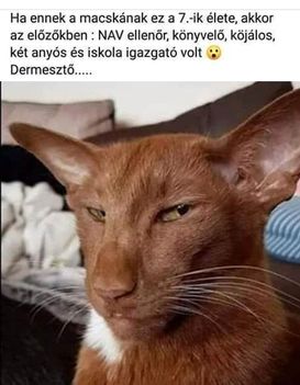 Dermesztő macsek !