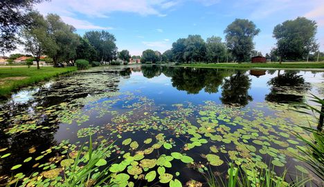 Értékes biotóp a dunai morotva a Kengyátó tó, Lipót