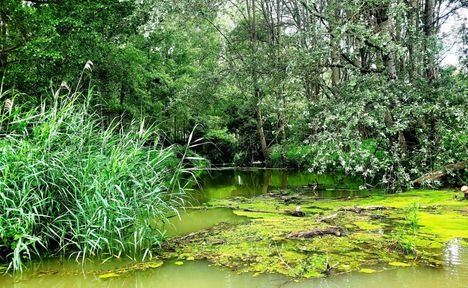 Értékes biotóp a Papszigeti Duna-ág a kiágazásánál, Kisbodak