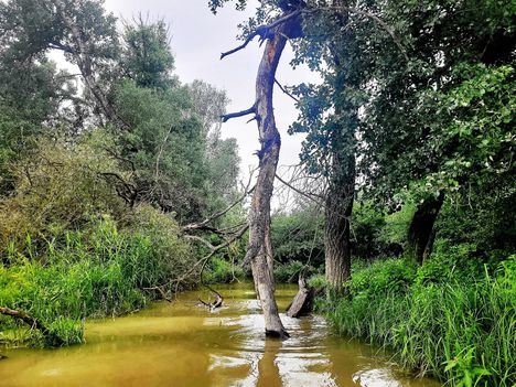 Hagyományos ártéri fokgazdálkodás a Nyáras szigeten, Dunasziget 2