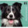 Kutya_2192689_1329_t