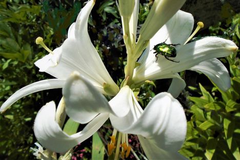 Liliom.