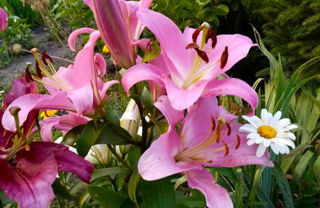 Liliom.