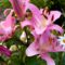 Liliom.