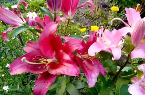 Liliom.