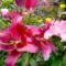 Liliom.