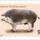 Mangalica_2192470_2670_t