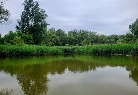 Revitalizált vizes élőhely a  Liba tó Kisbodakon