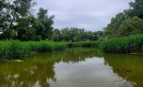 Revitalizált vizes élőhely a  Liba tó Kisbodakon