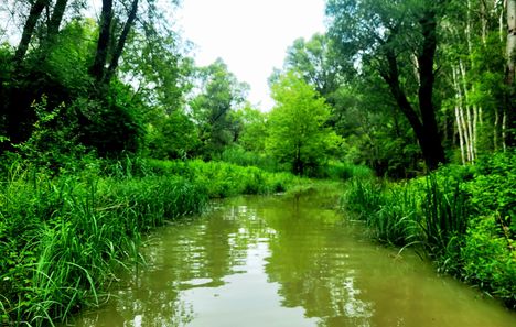 Süli szigeti vizes élőhelyi fok, Dunasziget  2024.06.12-én