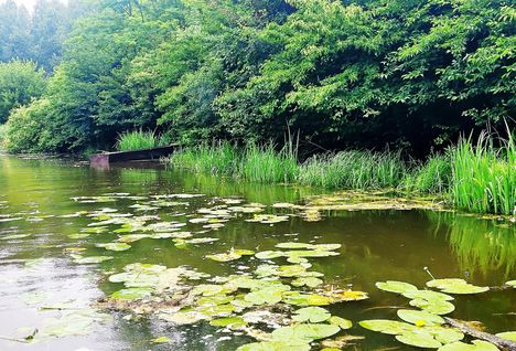 Tökleveles biotóp a Zátonyi -Duna hullámtéri szakaszán, Kisbodak 1