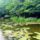 Tokleveles_biotop_a_zatonyi_duna_hullamteri_szakaszan_kisbodak_1_2192543_3950_t