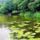 Tokleveles_biotop_a_zatonyi_duna_hullamteri_szakaszan_kisbodak_2_2192544_5458_t