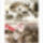 Torok_megszallas_2192876_9113_t