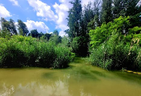 Új vizes élőhely a Schiszler tónál, Dunasziget (Sérfenyősziget)