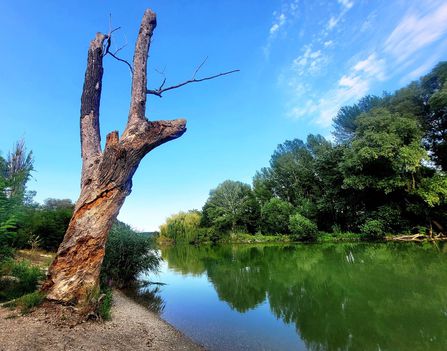 A holtfa szerepe, biodiverzitás