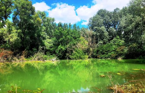 A szigetközi Feneketlen tó, Kisbodak 2024.07.29-én