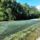 Arapaszto_surranto_az_oregszigeti_dunaagon_kisbodak_1_2193052_1113_t