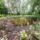 Dagonyazo_hely_a_nyaras_sziget_belsejeben_dunasziget_2_2193299_4278_t