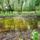 Dagonyazo_hely_a_nyaras_sziget_belsejeben_dunasziget_3_2193300_4643_t