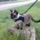 Mert_a_kutya_mar_szegyel_veluk_menni__2193524_9594_t