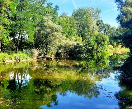 Revitalizált holtág az Újhídi Duna-ág, Dunasziget (Cikolasziget) 1.
