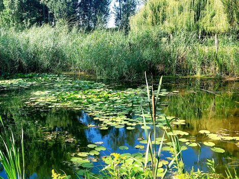 Revitalizált holtág az Újhídi Duna-ág, Dunasziget (Cikolasziget) 2.