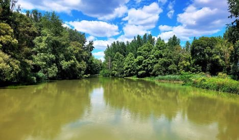 Szigetköz a Szent Kristóf hídnál, Kisbodak)