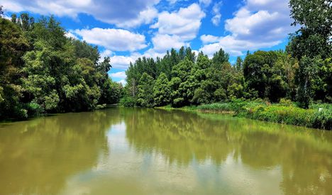 Szigetköz a Szent Kristóf hídnál, Kisbodak