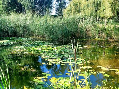 Tündérrózsás vizes élőhely az Újhídi Duna-ág, Dunaszigeten