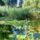 Tunderrozsas_vizes_elohely_az_ujhidi_dunaag_dunaszigeten-002_2193147_3163_t